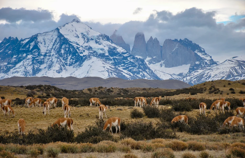 Torres  Del Paine