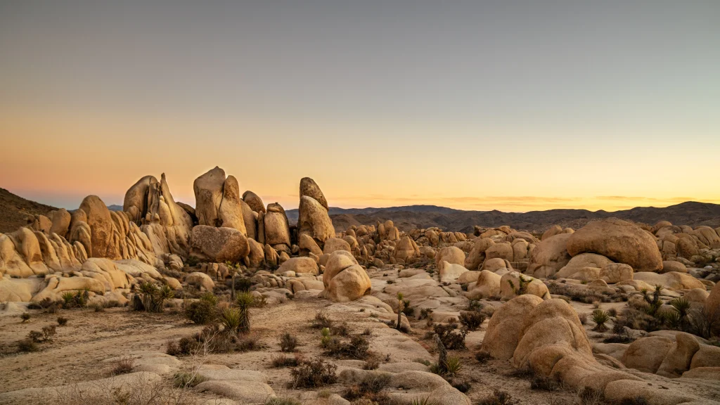 Joshua Tree