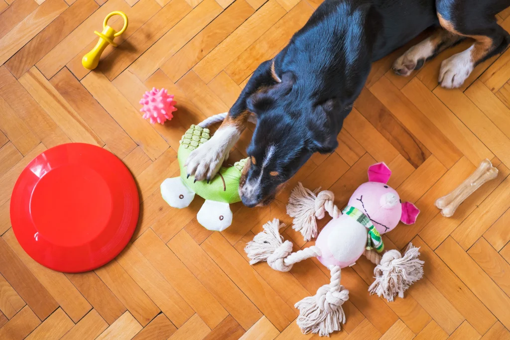 Dog playing with toys