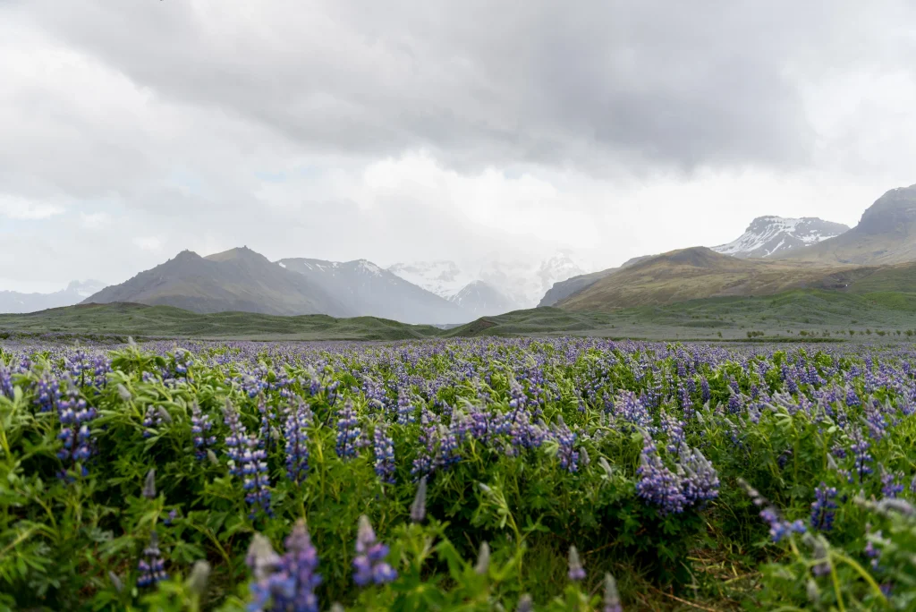 Bluebonnet field