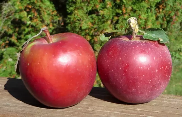 Two red apples withe leafs