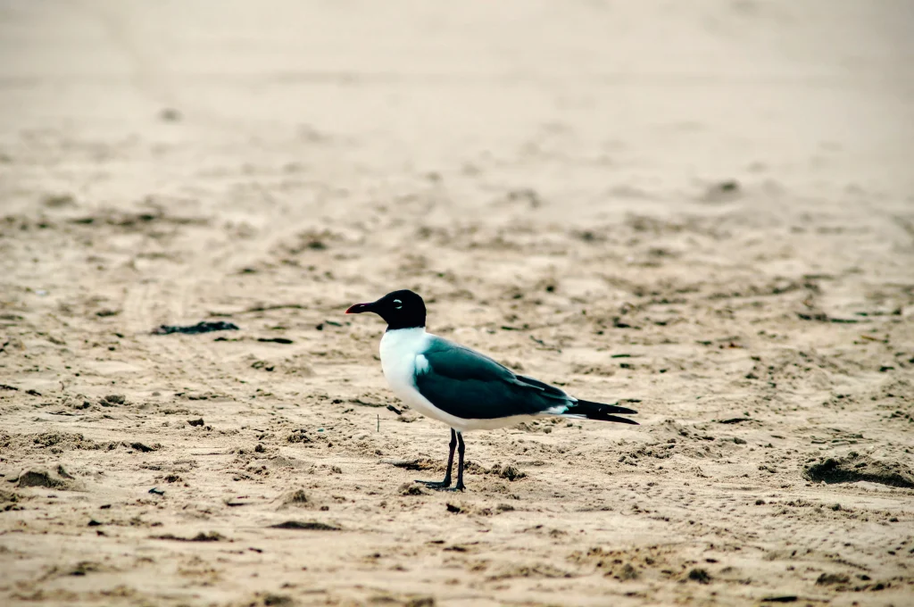 A beutifull little bird standing on sand