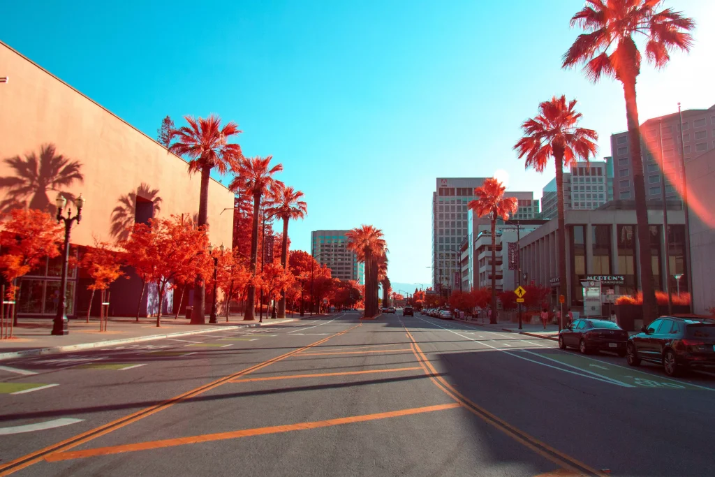 beautiful city street with red palm trees