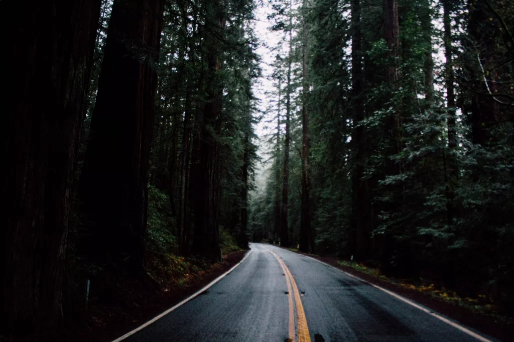 a road through the forest