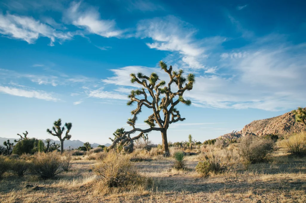 Trees in a desert