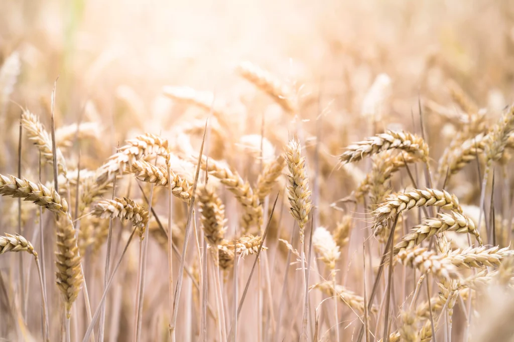 Wheat photographed in a field