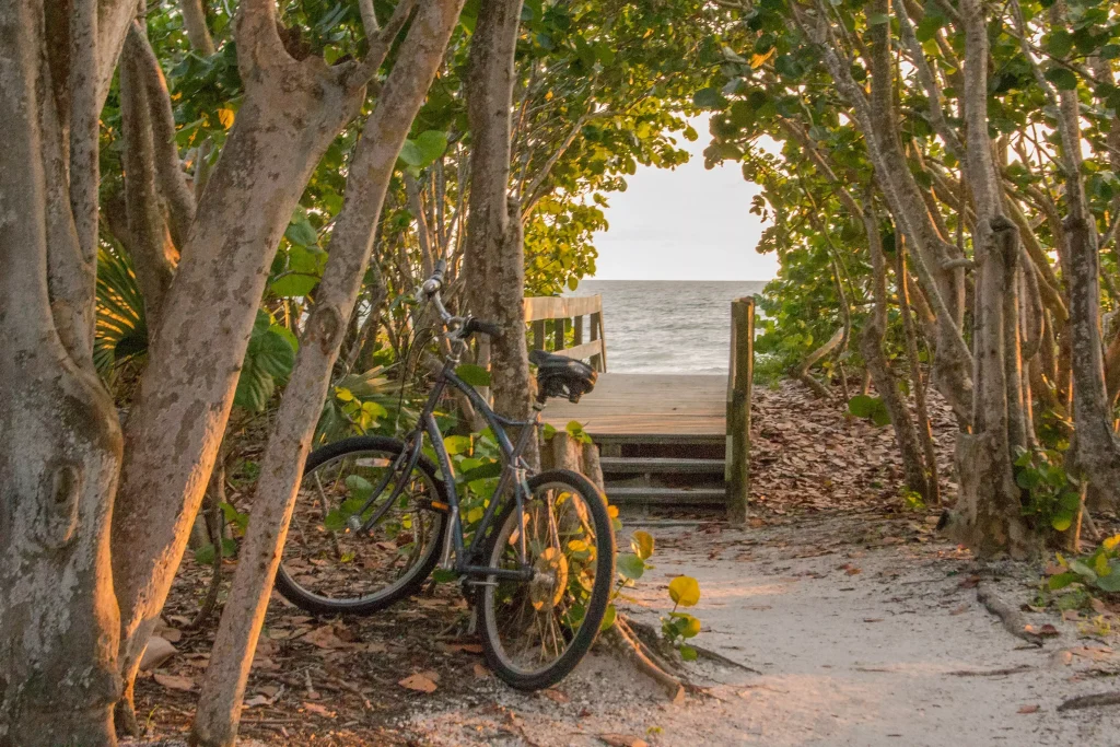 A bicycle leaned on a tree on a beach