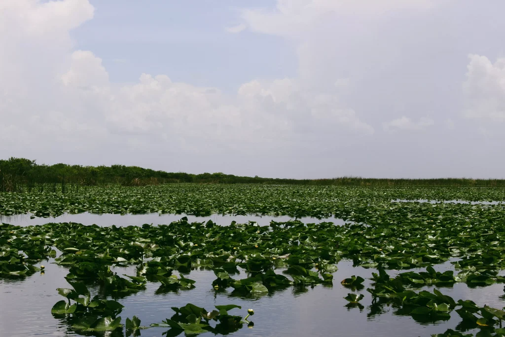 A lake with green leafs on it