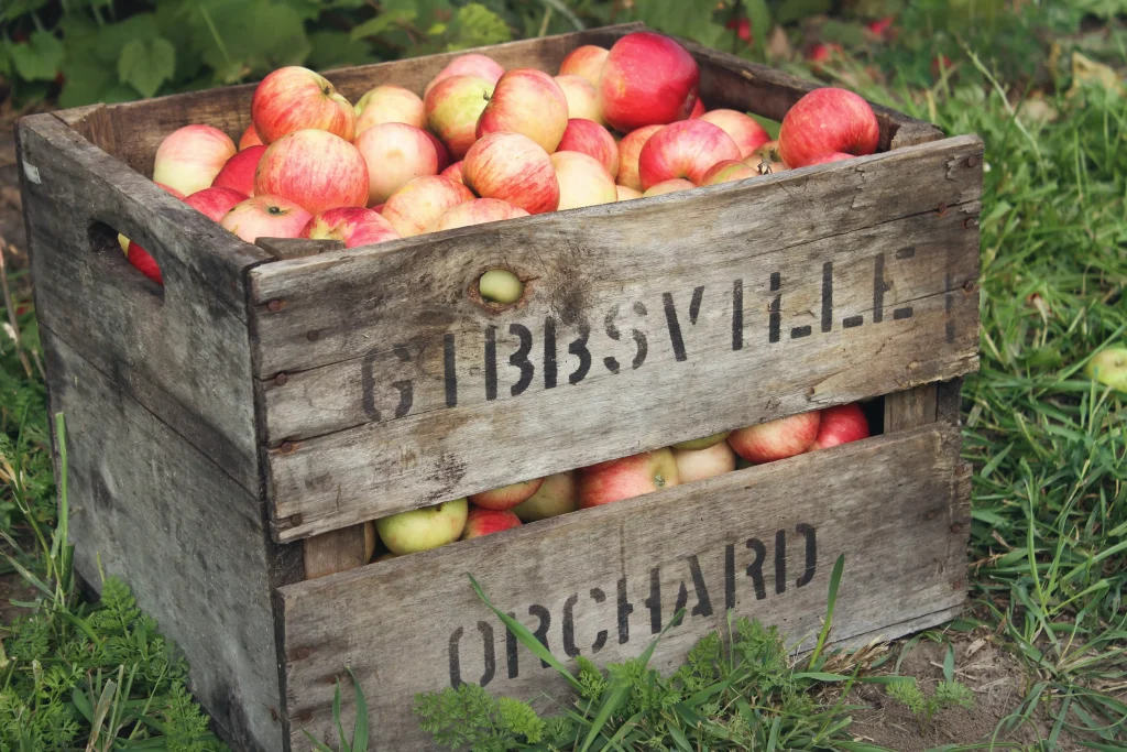 Two boxes full of red apples