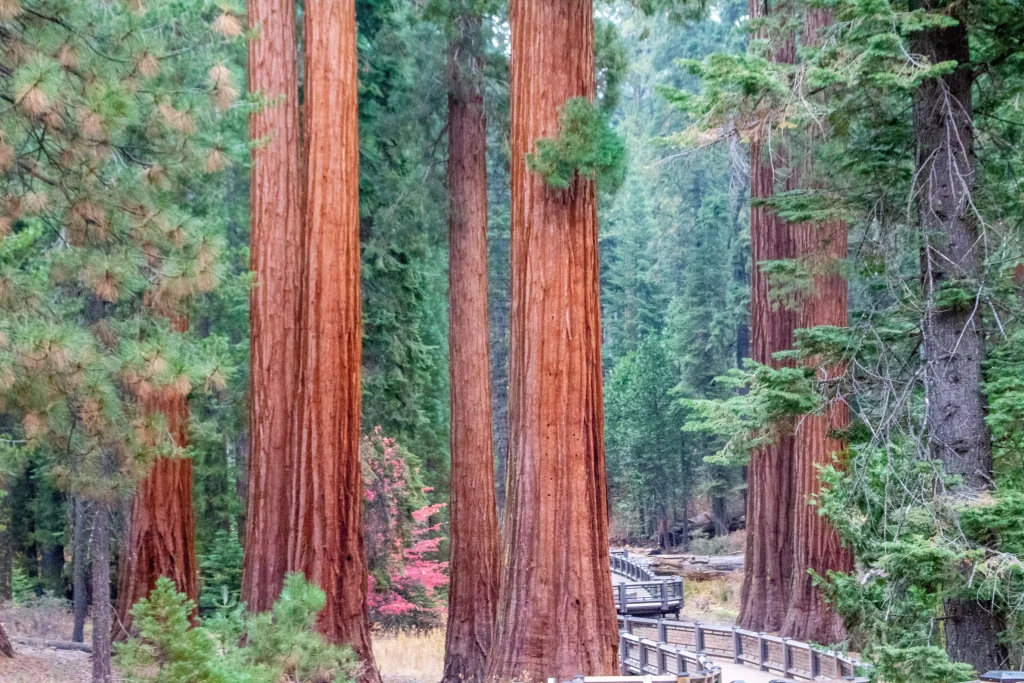 big tall redwood trees