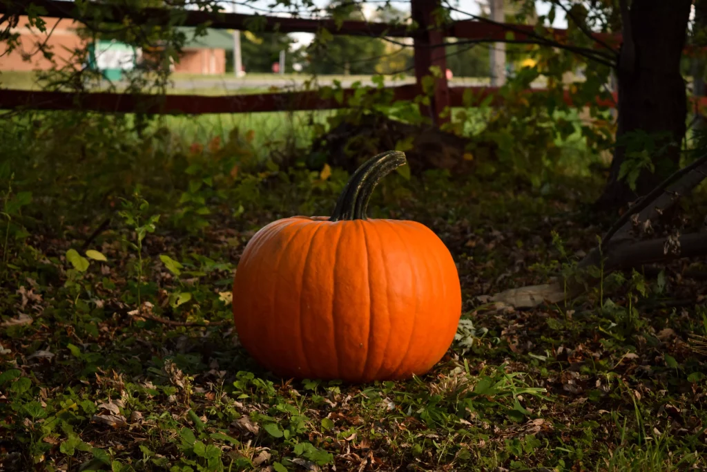 Huge pumpkin on the grass next to a fence