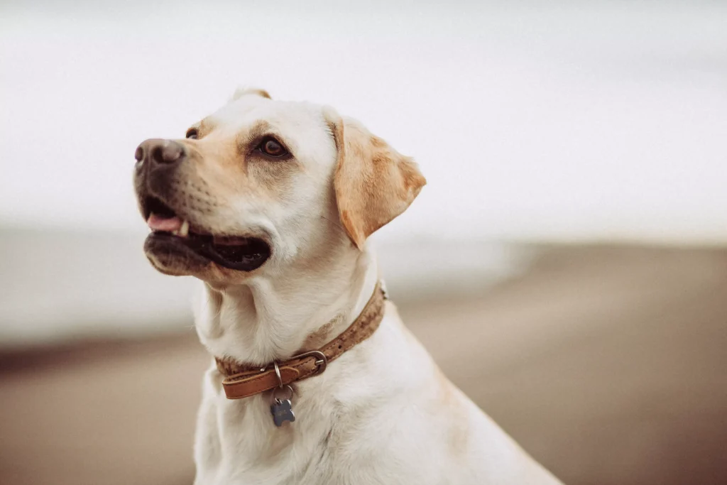 A cute dog with a dog collar 