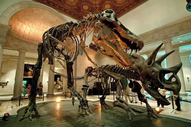 Dinosaur skeletons on display in a musem