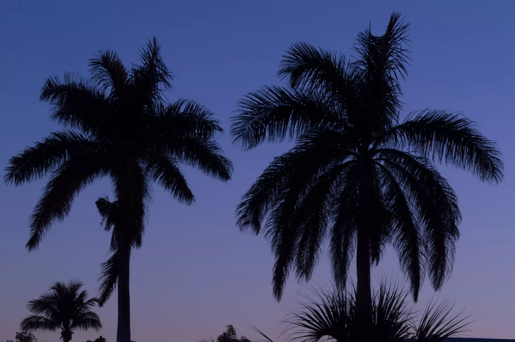 Palm trees phorographed at night