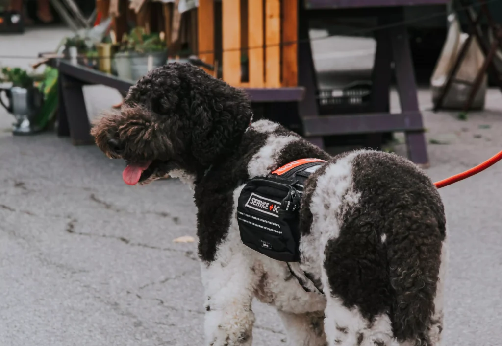 A cute dog enjoying a walk outside