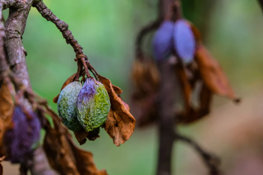 Prunes on a autmun tree not yet picked,