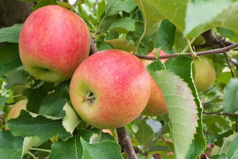 Apples on tree