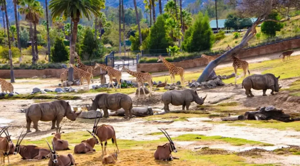 animals in a zoo enjoying the sun