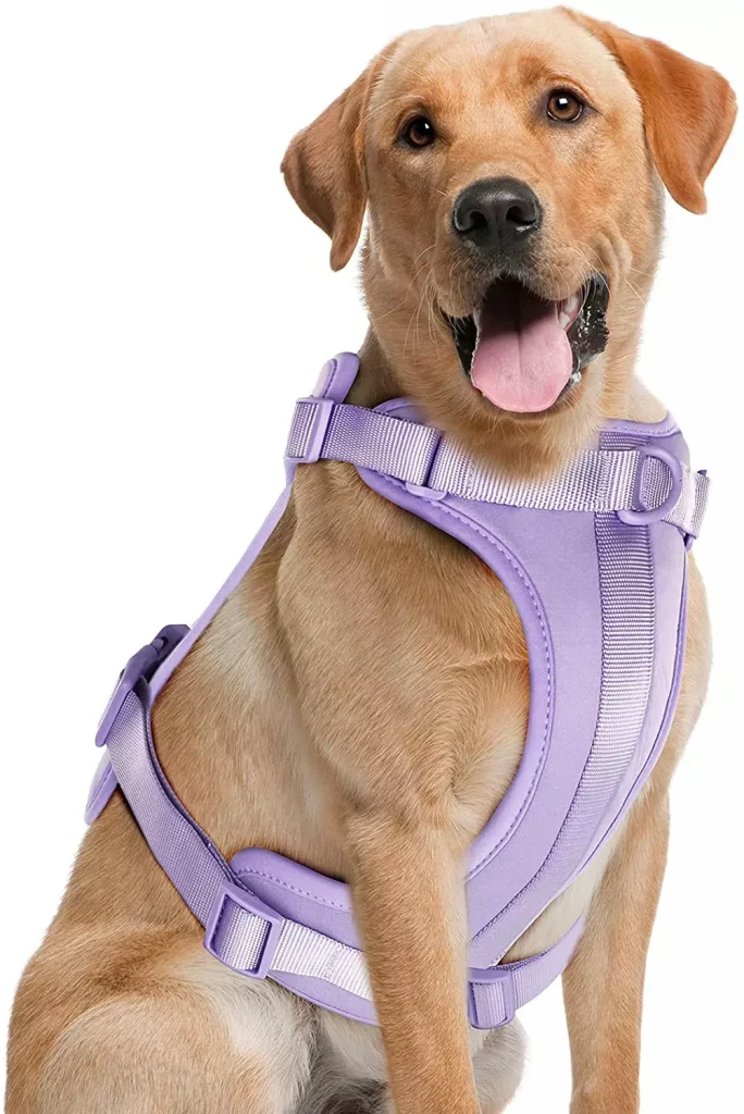 a golden retriever dog in a violet harness