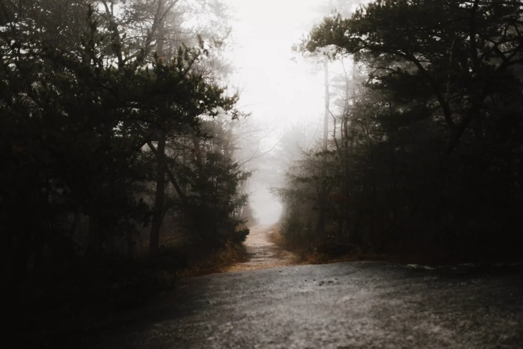 a forest photographed on a rainy day