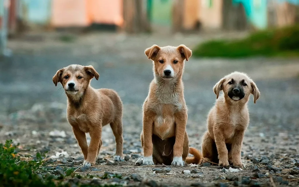 three puppy dogs looking at the camera