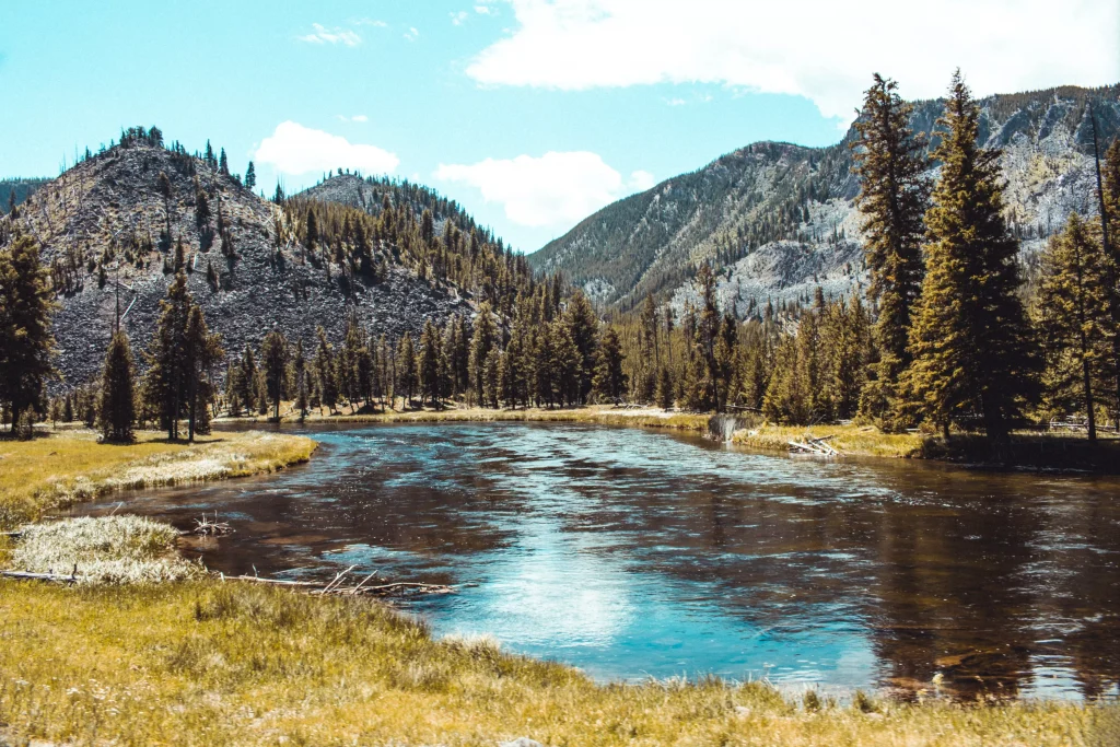 a river next to some green trees and yellowish fields 