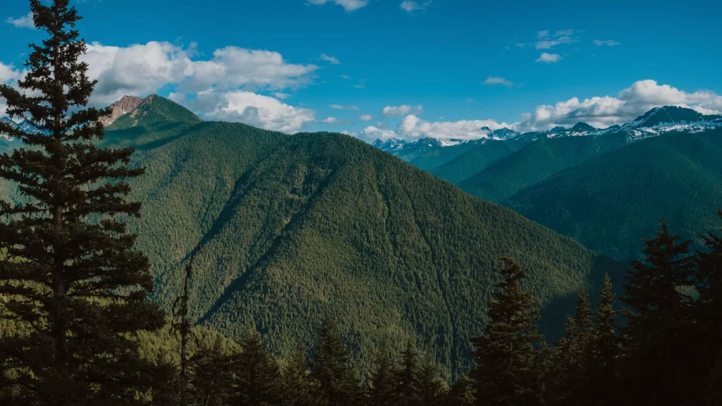 green forest mountain