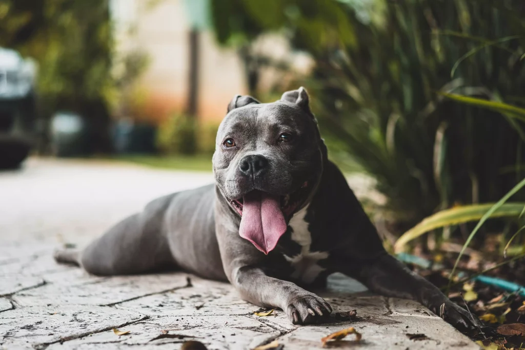 dog laying on the sidewalk behind some plants