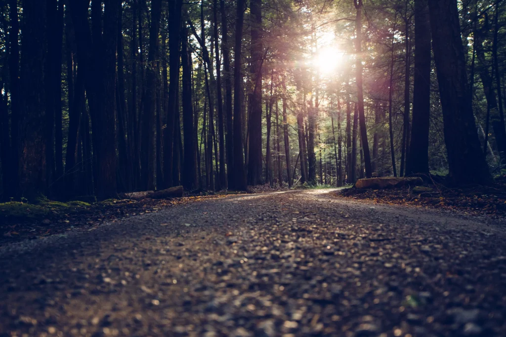 sun lights photographed through trees