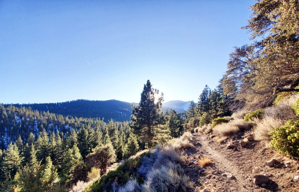 a road on a mountain between trees