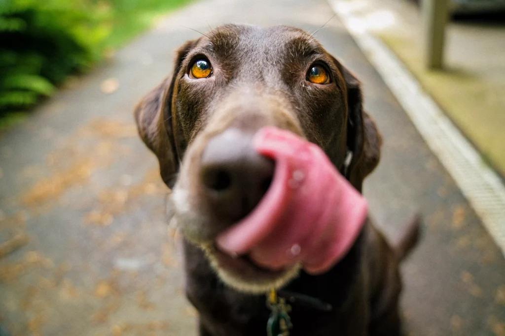 dog with his tongue stuck out