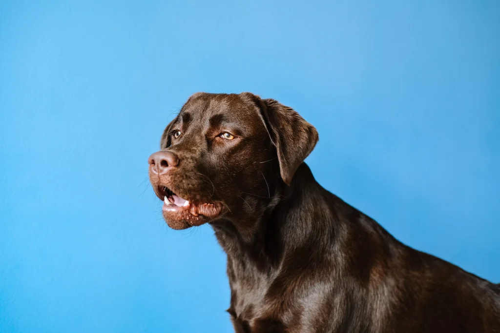 an older dog standing infront of a blue wall