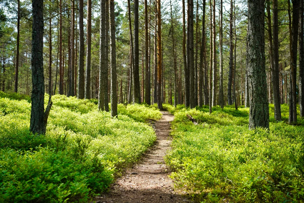 road surrounded by green plants and high trees