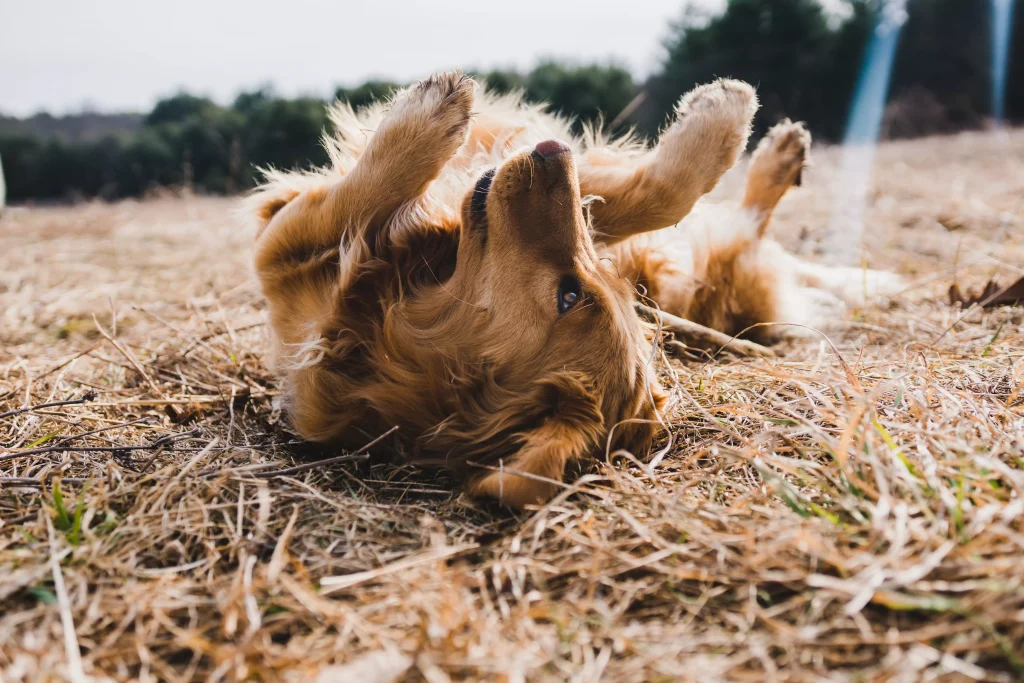 dog laying on grass on his back