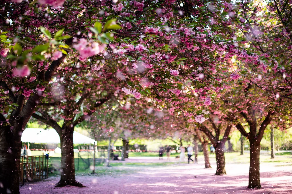 pink trees in a park in a city photographed behind the trees