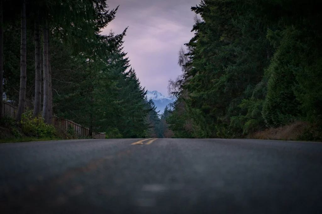 a road through the forest