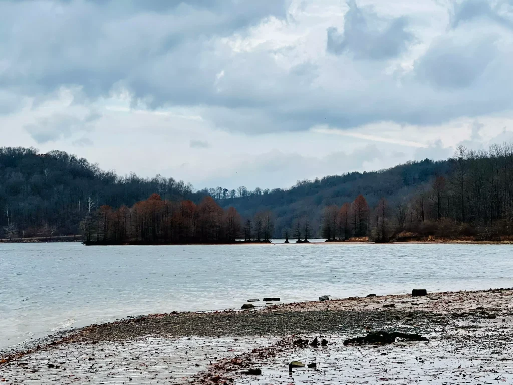 lake surrounded by a forest