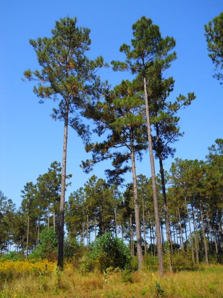 a green field photographed on a bright blue day