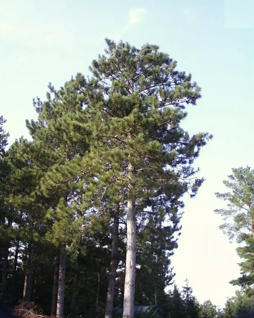 a big white tree with spike leafs