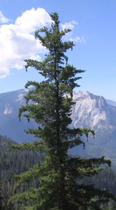 mountains surrounded by trees