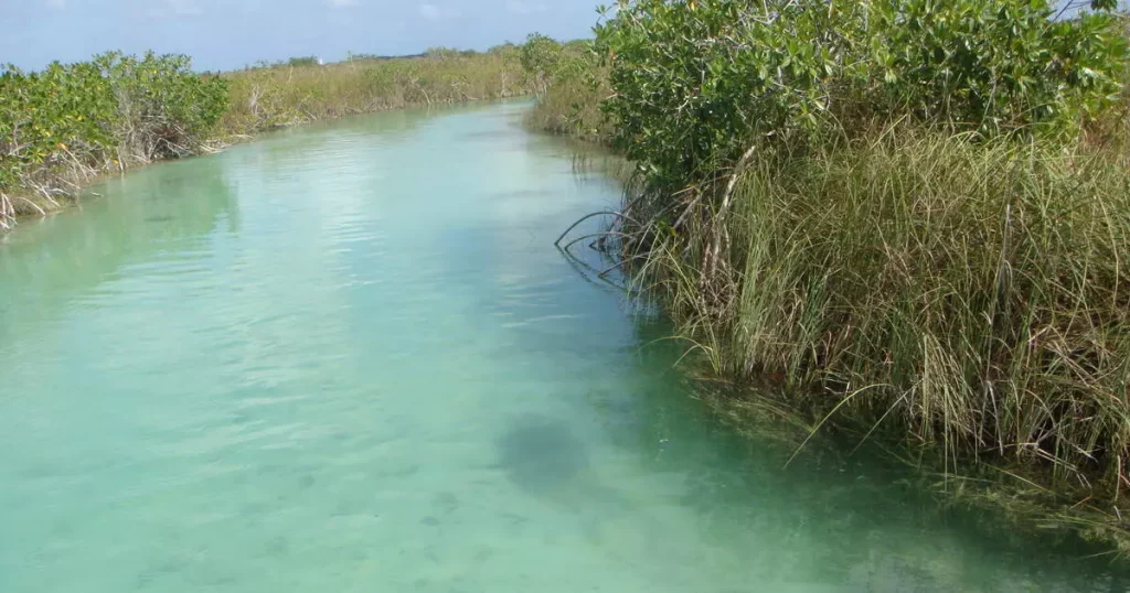 a blue river next to some green leafs