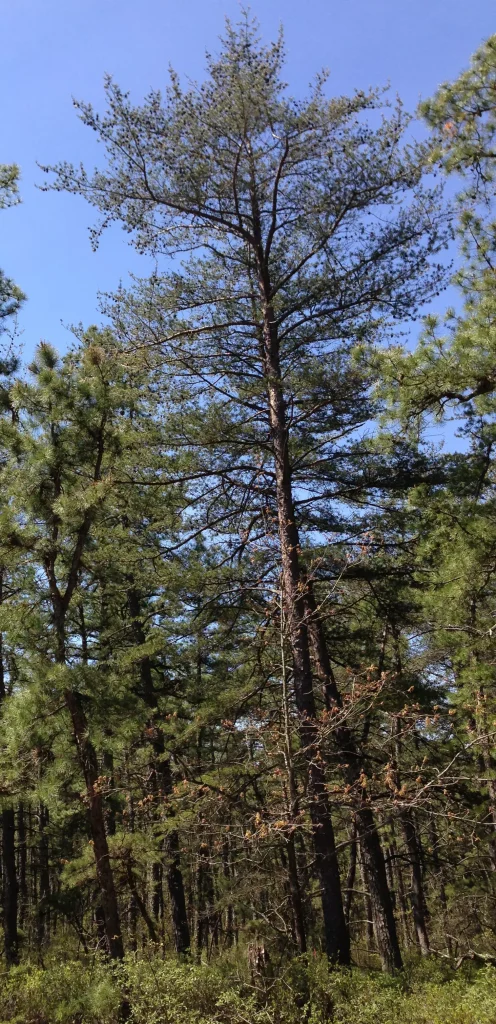 big trees next to a green field in the forest