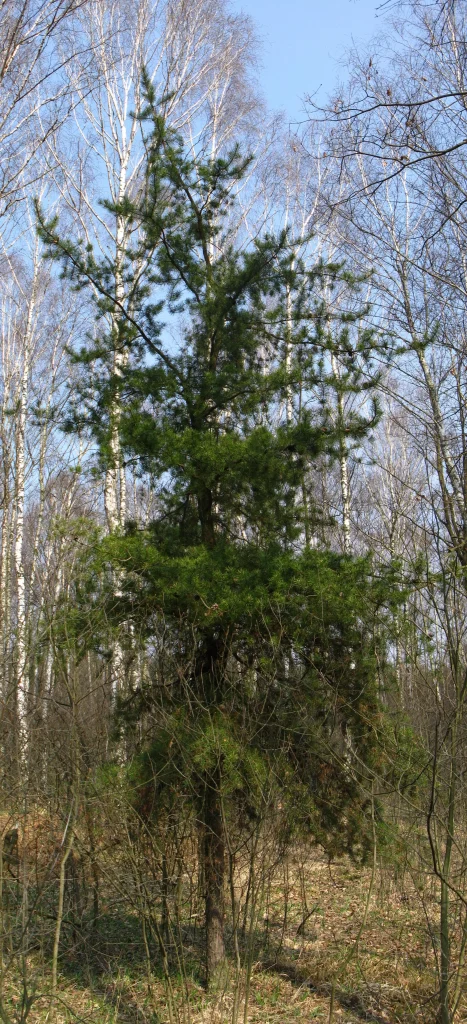 a tree photographed on a autmun day