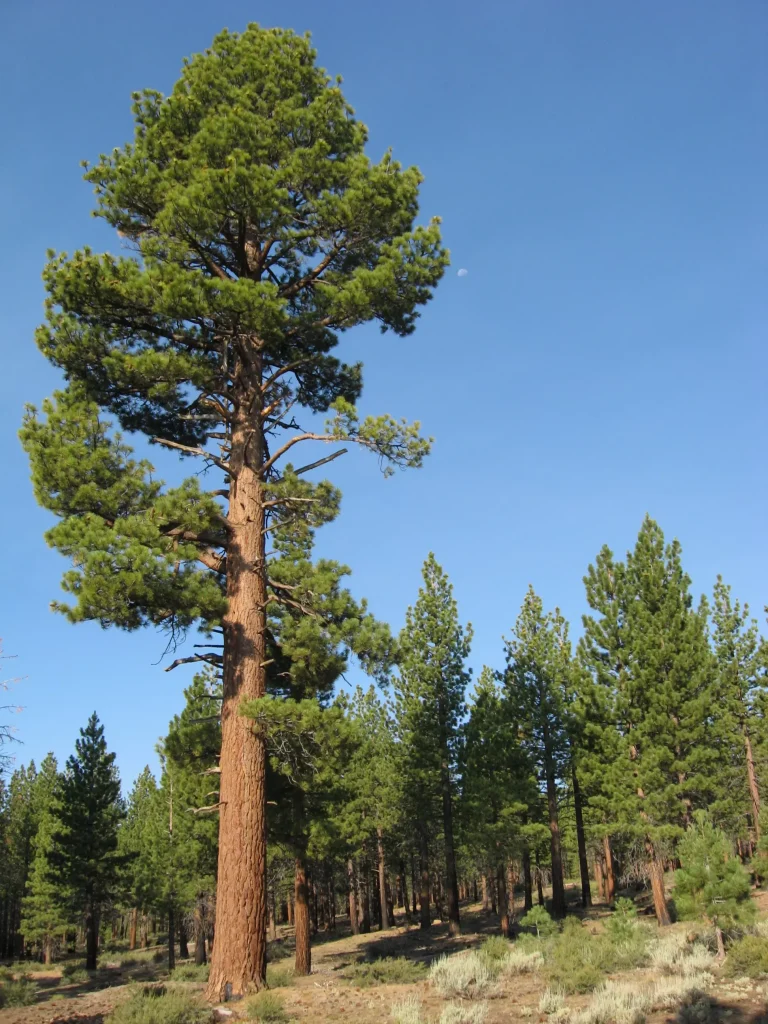 a big tree next to smaller trees in a forest