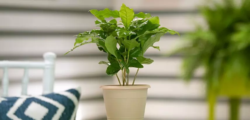 a plant in a white pot next to a bed