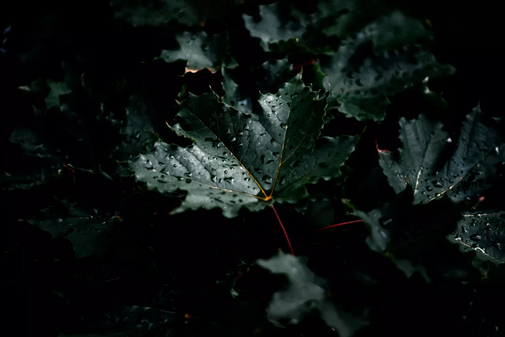 wet tree leafs photographed at night