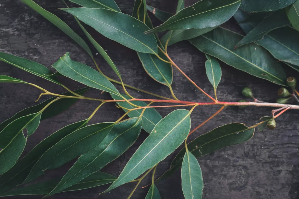 long green leafs of a tree