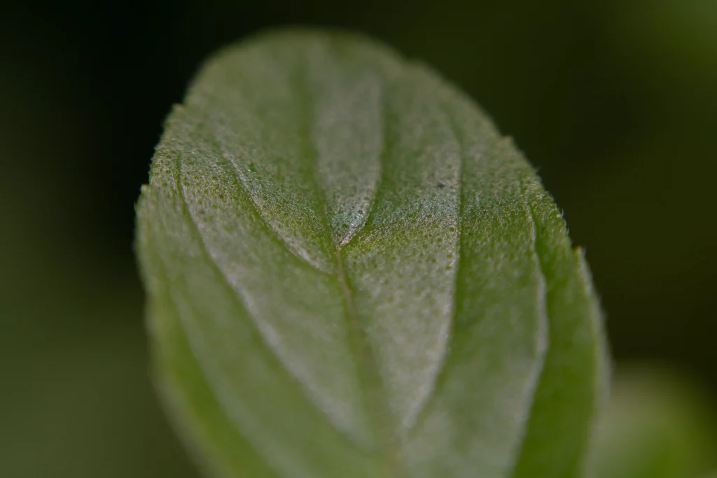 a leaf of a plant