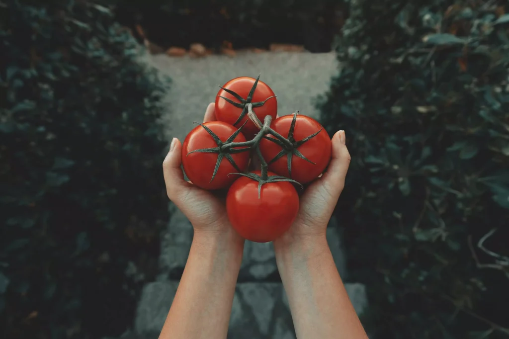 a person holding four tomatoes