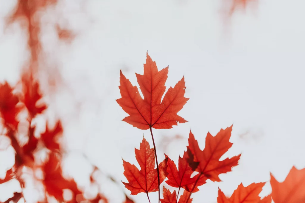 a leaf of a tree in the color of red